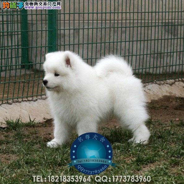 2个月狗狗磨牙：探索幼犬成长期的磨牙现象